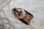 Acleris schalleriana