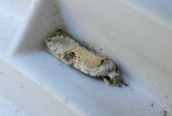 Agonopterix astromeriana