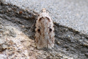 Agonopterix arenella