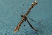 Amblyptilia acanthadactyla