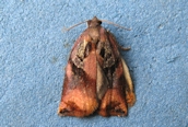 Archips podana