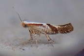 Argyresthia bonnetella
