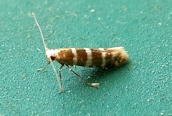 Argyresthia trifasciata