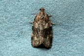 Argyrotaenia ljungiana