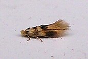 Bucculatrix thoracella