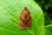 Cacoecimorpha pronubana