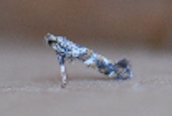 Caloptilia syringella