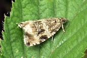 Celypha lacunana