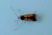 Chrysoclista lathamella