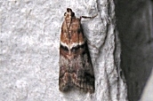 Conobathra repandana