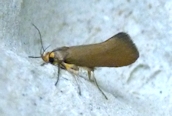 Crassa unitella