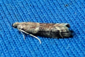 Cryptoblabes bistriga