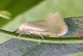 Elachista argentella