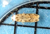 Endrosis sarcitrella