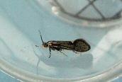 Esperia sulphurella