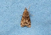 Eudonia mercurella