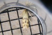 Homoeosoma sinuella