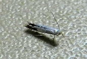 Lyonetia clerkella