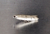 Myelois circumvoluta