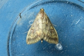 Ostrinia nubilalis