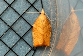 Pandemis corylana