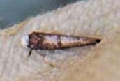 Paraswammerdamia nebulella