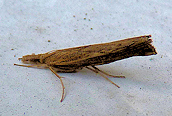 Pediasia contaminella