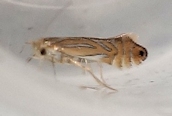 Phyllonorycter platani