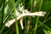 Platyptilia pallidactyla