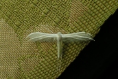 Pterophorus pentadactyla