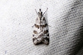 Scoparia pyralella