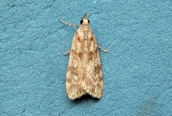 Scoparia ambigualis