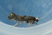 Swammerdamia pyrella