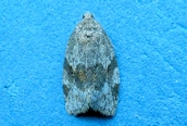 Syndemis_musculana ?