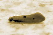 Tinea trinotella