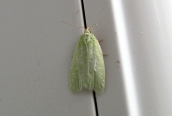 Tortrix viridana