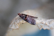 Trachycera advenella