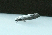 Yponomeuta sp