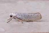 Yponomeuta evonymella