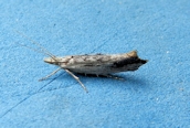  Ypsolopha scabrella