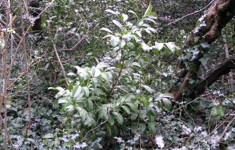 Prunus laurocerasus