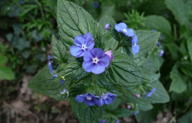 Green Alkanet