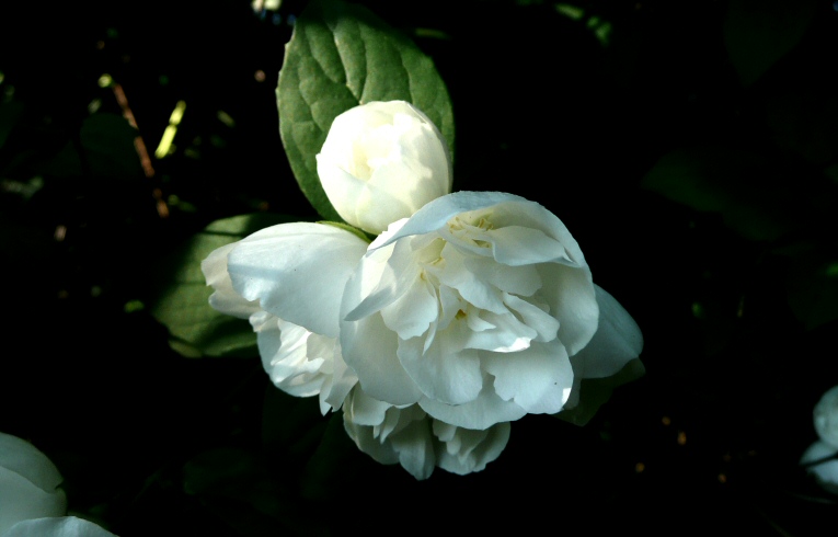 Mock Orange