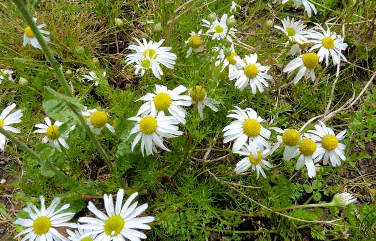 Scentless Mayweed 
