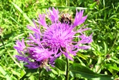 Black Knapweed