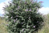 Buddleja