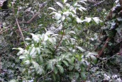 Cherry-Laurel