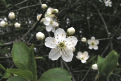 Cherry Plum 