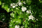 Common Hawthorn