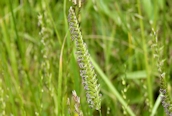 Crested Dog's-tail